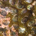 Steinseeigel (Paracentrotus lividus)